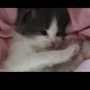 mrsl_en