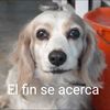 perrococo22