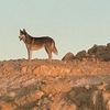 على شمندوره753
