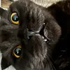 kittykati1989