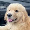 sydthegoldenboy