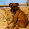 lokee_dog