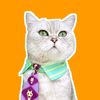 meodaubep_