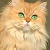 malak_mostafa2oo6