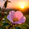 dearmadam40