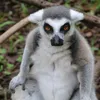 thuhoangvinsafariii