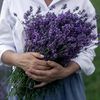 lavender8q8