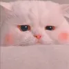 taozi2109