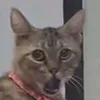 dddowblue
