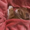 nyaaaaaaan_03