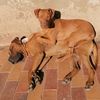 ridgeback_couple