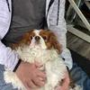thedoggroomershusband