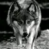 cristianlobo33
