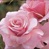 noor_42u