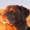 refentsemaddogmaj