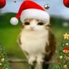 meowl.s