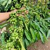 kebon_kopi1