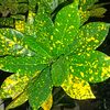 hazaria_00