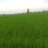 ras.tamba