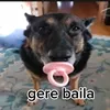 gere_baila