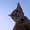 susu13102006