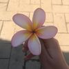 pinkflower587