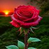 s.kshoriful55