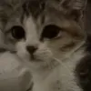 ilikecat243
