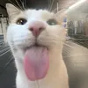 its_angelgweneber