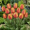 tulipe795