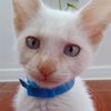 wukong_maneky