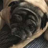 chocochippu_0811