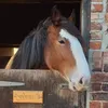 florence_the_clydesdale