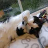 tuxedocatitoss