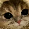 vivi.x71