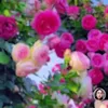 linhxinhgai323