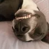 imadog176