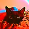 notrandomkitten