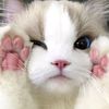 cutescute_