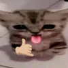 phiccute