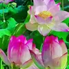 phuong.3979
