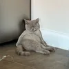 imipaw