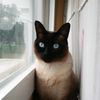 pozoshadow