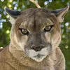 pantheraxpardus