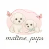 maltese_pups