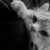 hagar_hassan19