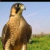 ahmedhussin0801
