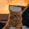 cute.cat1960