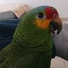 pacochinguin