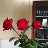 adelmarubbi